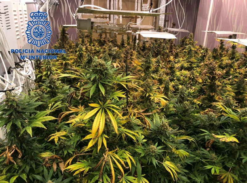 La Policía desmantela en Mérida una plantación ''indoor'' de marihuana con 130 plantas