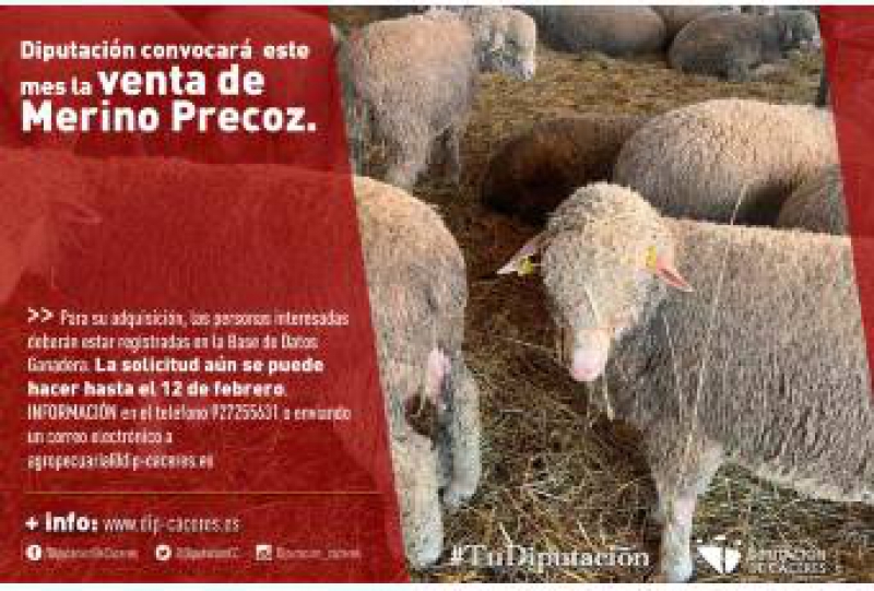 La Diputación de Cáceres convocará este mes la venta de ganado ovino Merino Precoz de la finca El Cuartillo