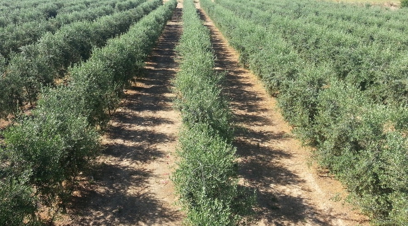 Desarrollo Rural organiza la II Jornada formativa de Olivicultura el 6 de mayo en Almendralejo