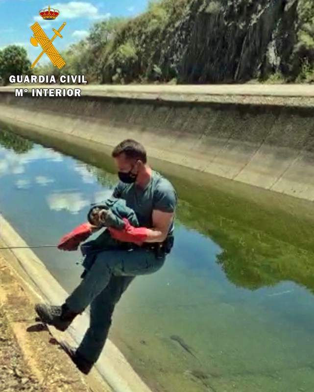 La Guardia Civil rescata un joven ''Búho Real'' que cayó al Canal de la Dehesa en Casas de Don Pedro