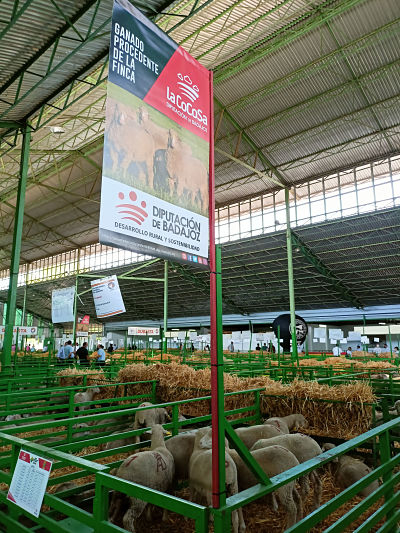 Los ejemplares ovinos subastados en Zafra acabaron con un remate final de 6.520 euros