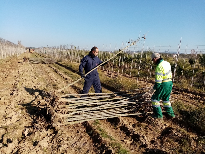 El Vivero Provincial de la Diputación comienza el reparto de plantas de la campaña de invierno