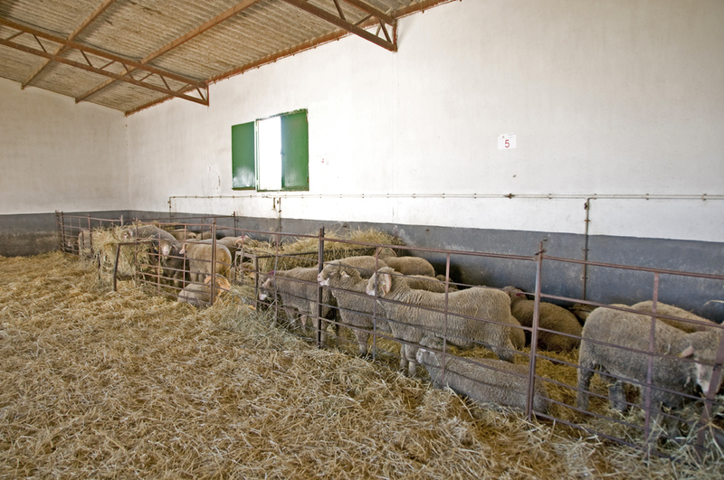 Diputacin saca a licitacin 180 cabezas de oveja Merino Precoz, en apoyo a las ganaderas de la provincia con esta raza autctona