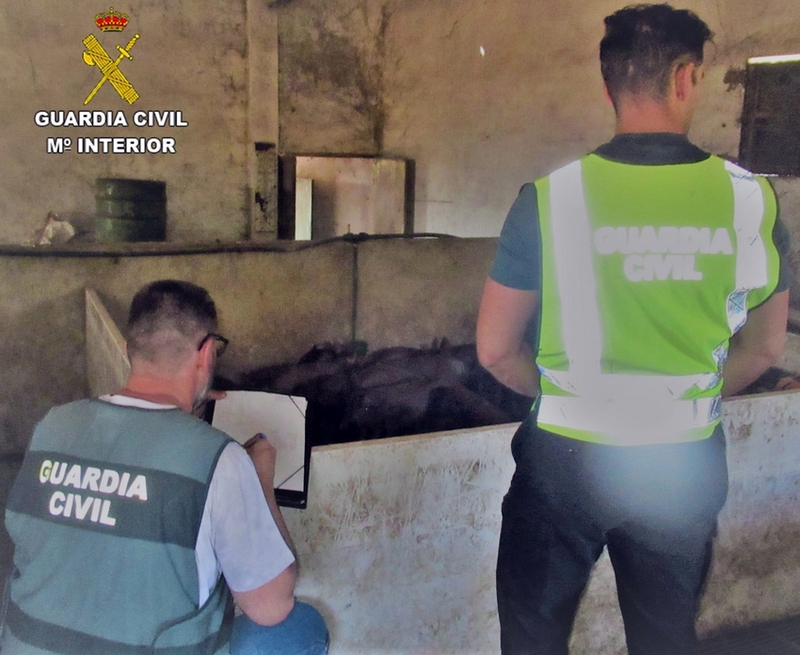 Investigados un hombre por robar 47 cerdos y ovejas y tres ganaderos de Barcarrota y Portugal por comprarlos