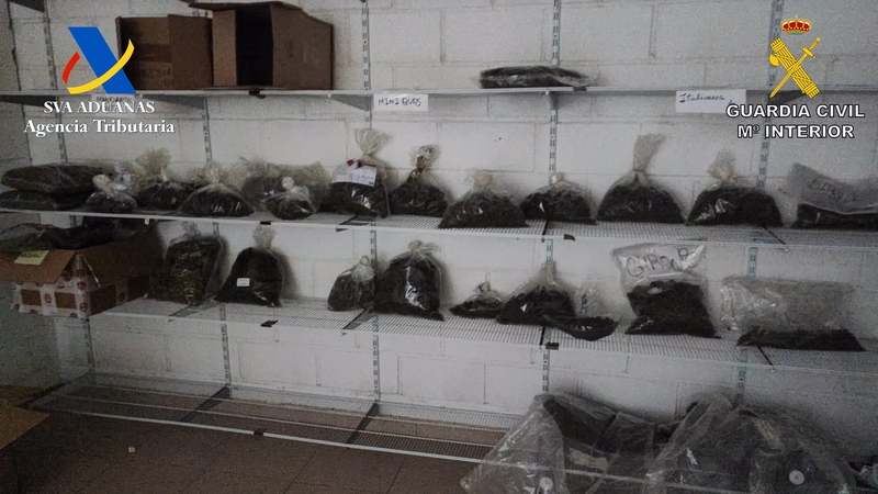 Identificada una persona al desmantelar una nave en Azuaga con 183 kilos de picadura de cogollos de cannabis