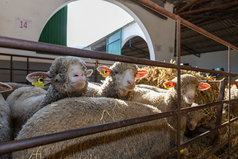 Abierto el plazo de solicitud de ganado selecto de la raza Merino Precoz criado por la Diputación en la Finca El Cuartillo de Cáceres