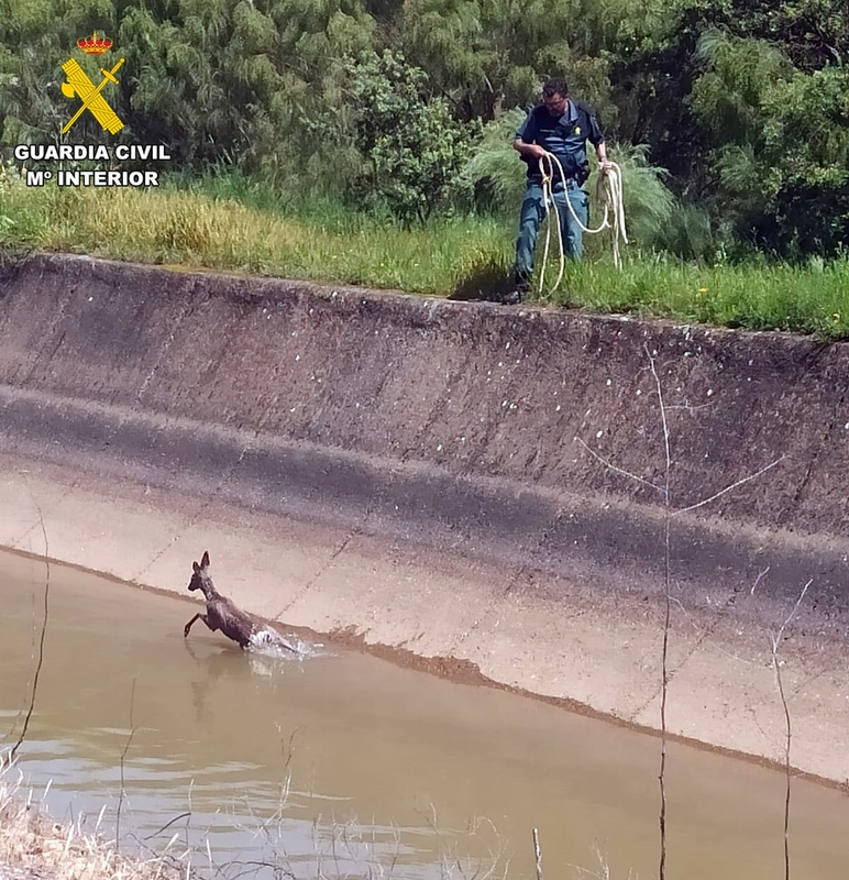 Rescatan un corzo atrapado en el Canal de riego 'Las Dehesas'