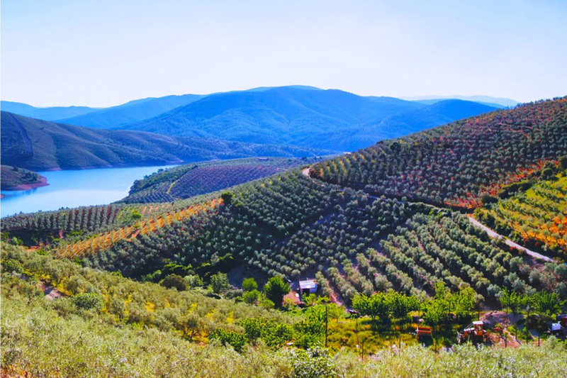 Diputación de Cáceres organiza sesiones informativas sobre el proyecto “Oleoturismo en España” en Trujillo, Moraleja y Cáceres