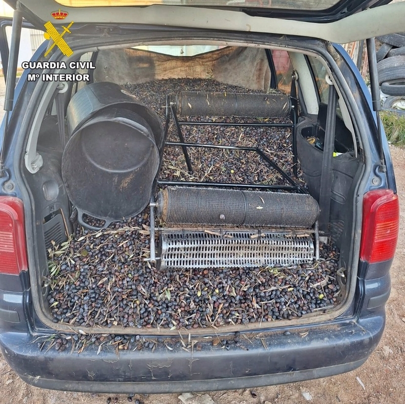 Investigados 12 vecinos de Almendralejo por el robo de unos 4.000 kilos de aceitunas en una finca de Usagre