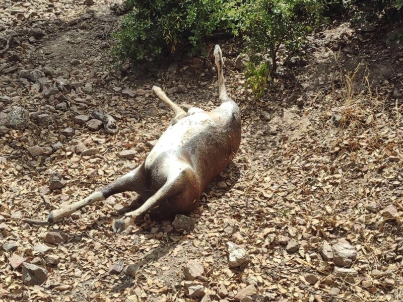 La Guardia Civil sorprende a dos cazadores furtivos tras abatir a tres muflones en Monterrubio de la Serena