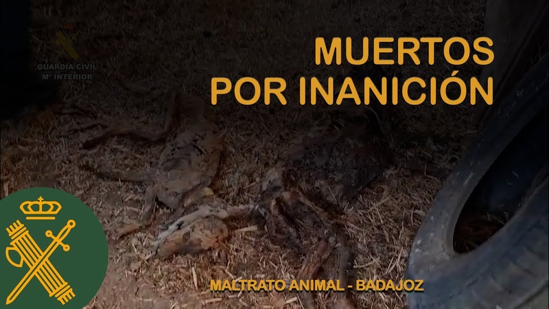 Diversos colectivos animalistas se concentrarán en Azuaga para pedir 'justicia' por la muerte de 32 perros de caza