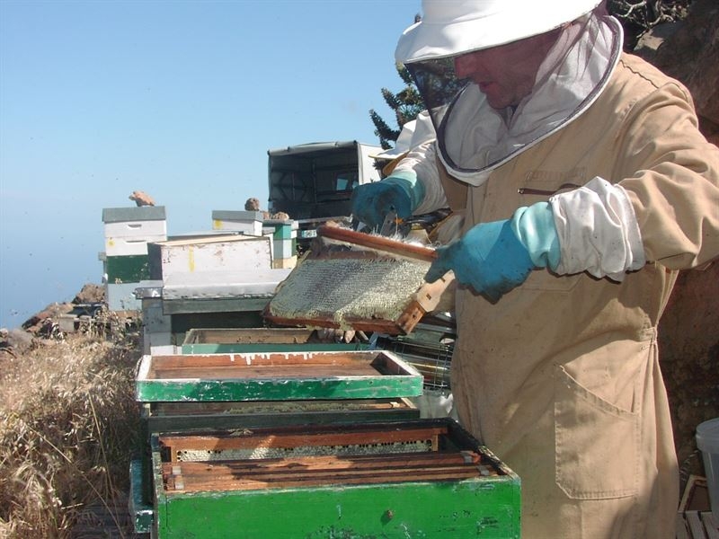 APAEX cifra en un 60% el descenso de producción de miel en Extremadura por las ''anómalas'' condiciones climatológicas