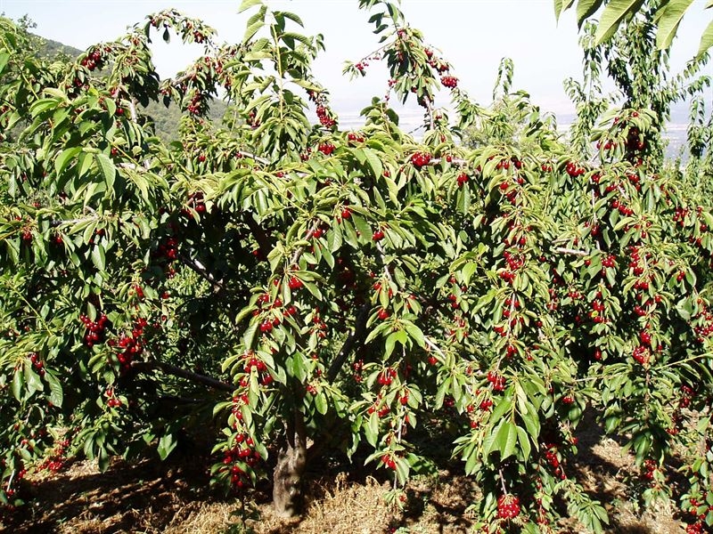 UPA-UCE Extremadura alerta del ''acoso'' de la Inspección de Trabajo a los productores de cereza del Jerte