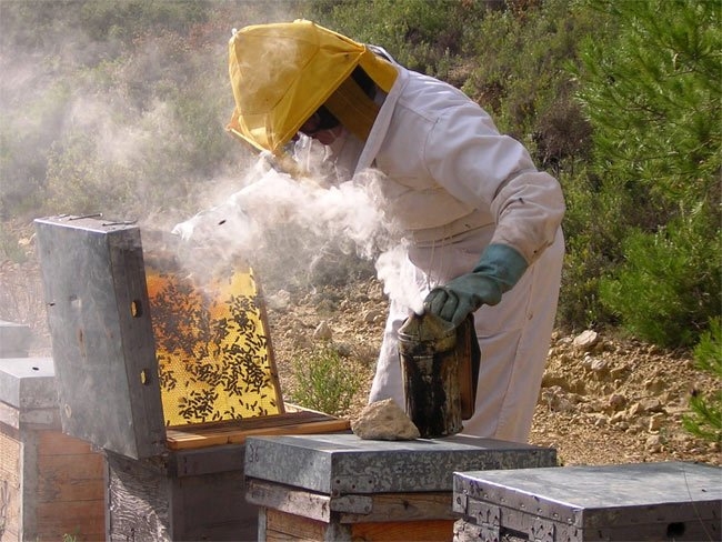 Los apicultores dispondrán de 2 millones en ayudas para mejorar la producción y comercialización de sus productos