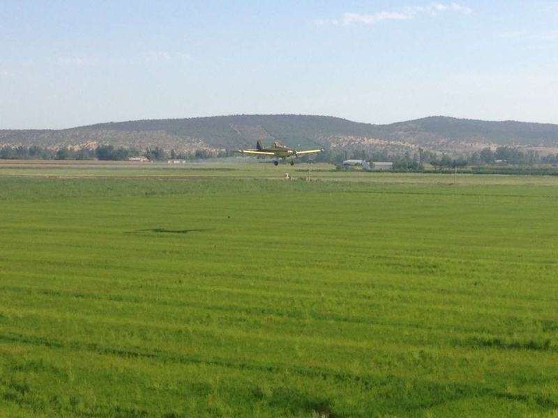 La Junta de Extremadura autoriza la campaña oficial de tratamiento fitosanitario contra la pudenta del arroz