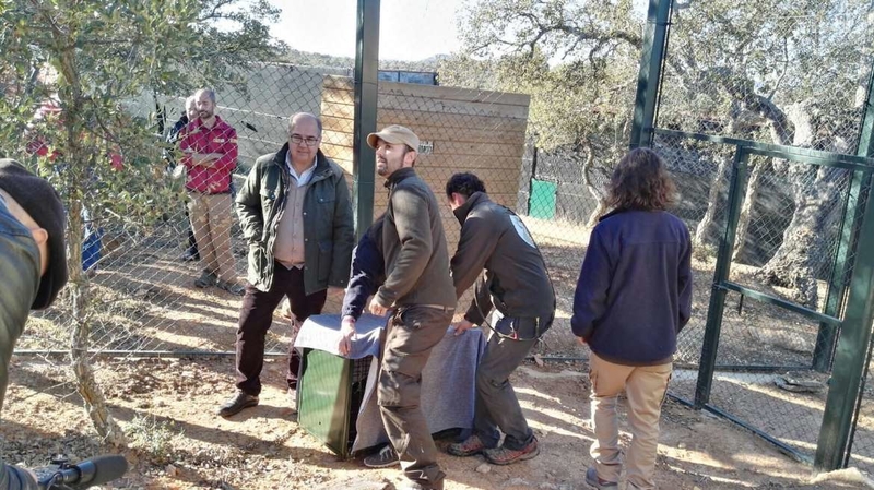 El Centro de Recuperación de Fauna Silvestre 'Los Hornos' acoge dos nuevos linces ibéricos procedentes de Zarza de Granadilla