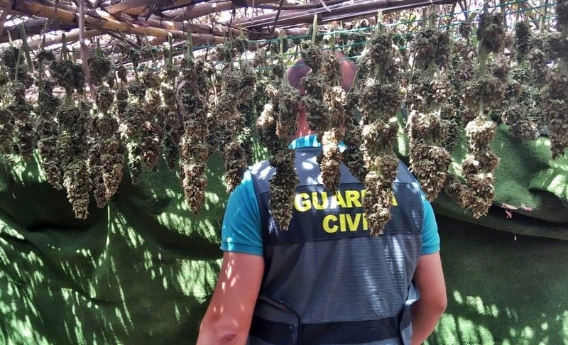 La Guardia Civil desmantela en Alburquerque una plantación y un secadero de marihuana con 225 plantas y 5 kilos de cogollos