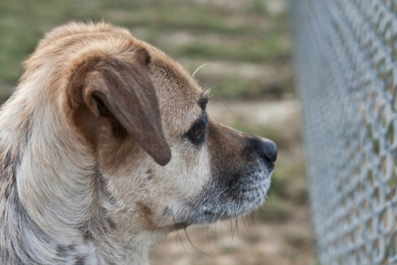 Los veterinarios municipales de toda España y Zoetis se unen para concienciar sobre el abandono de mascotas
