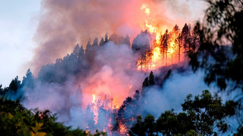 Los grandes incendios forestales son una evidencia más de la emergencia climática