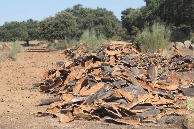 El nuevo decreto forestal de la Junta de Extremadura simplificará notablemente los trámites de los aprovechamientos
