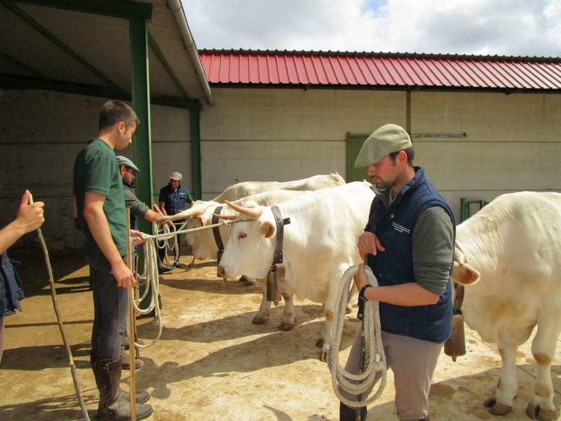 Agricultura organiza una charla informativa sobre ganadería ecológica en la Feria de Zafra
