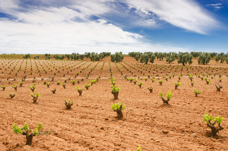 Agricultura abona 7,5 millones de euros de las ayudas a la reestructuración y reconversión del viñedo