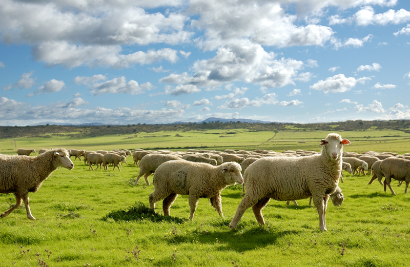 La Junta de Extremadura abona 25,8 millones de euros en ayudas al ovino y caprino extremeño