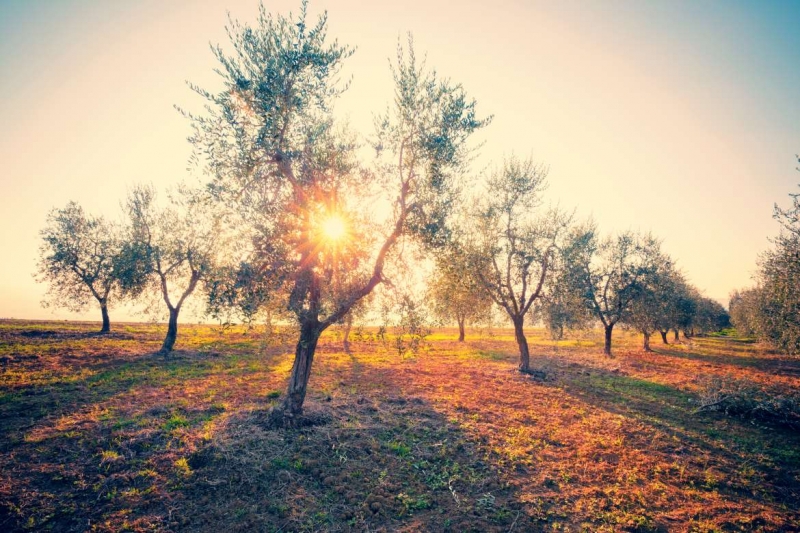 La Junta de Extremadura abona más de 25 millones de euros de los saldos básicos y verdes