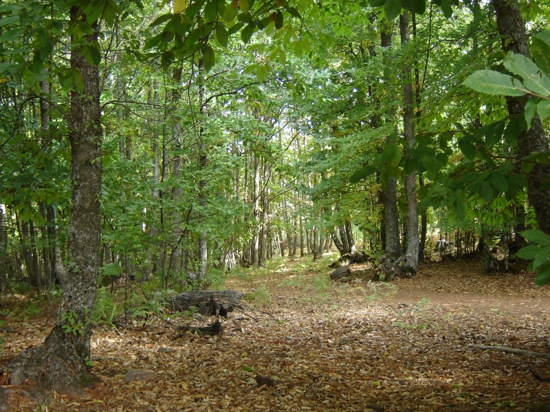 Luz verde para la elaboración del Plan Forestal de Extremadura