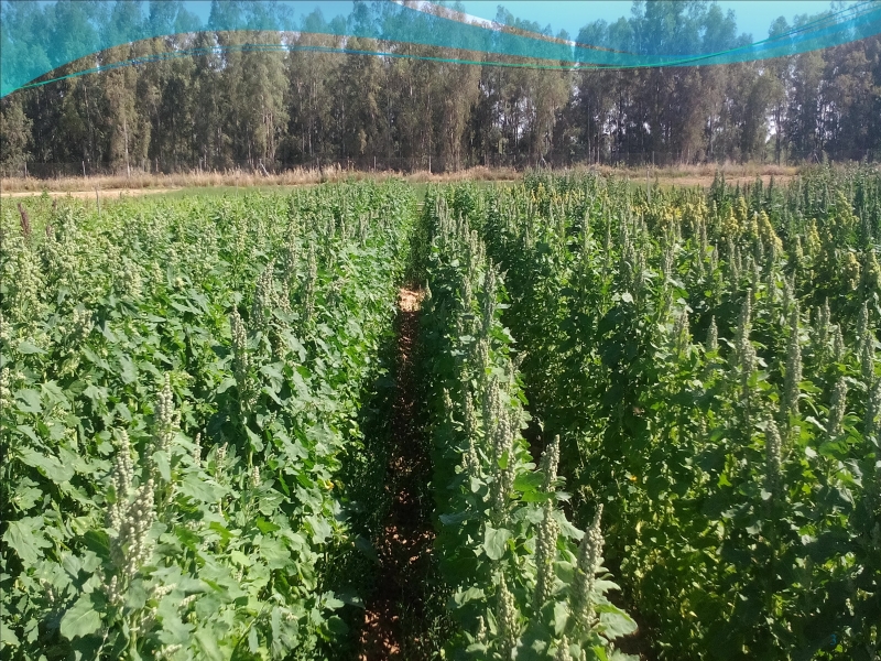 Investigadores de Cicytex presentarán un estudio sobre variedades de quinoa adaptadas a Extremadura en un simposio internacional 