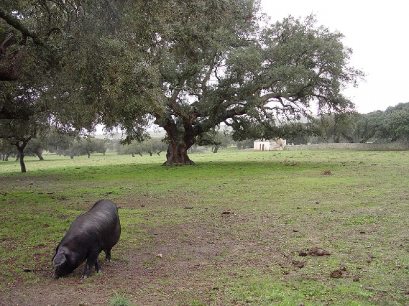 Prorrogado hasta el 31 de octubre el plazo para presentar el plan de participación de las subvenciones al porcino ibérico