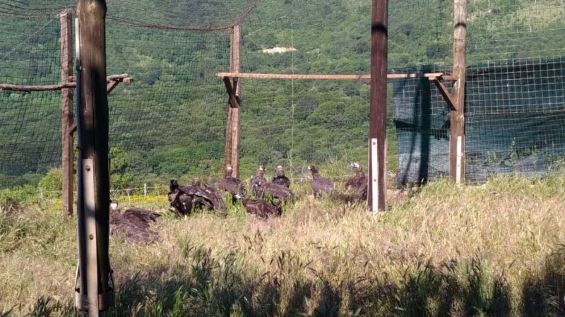 Aumentan los censos de buitre negro en Sierra de San Pedro y Monfragüe, las colonias más importantes a nivel mundial