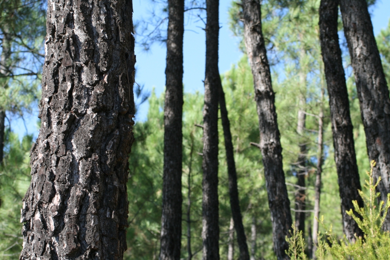 Convocatoria de ayudas para inversiones en tecnología forestal por valor de 2 millones de euros