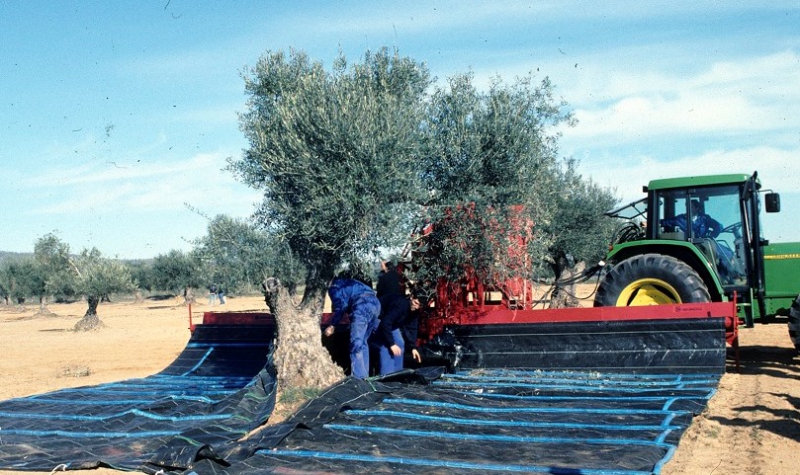 La Junta de Extremadura abona las ayudas al almacenamiento privado del aceite de oliva