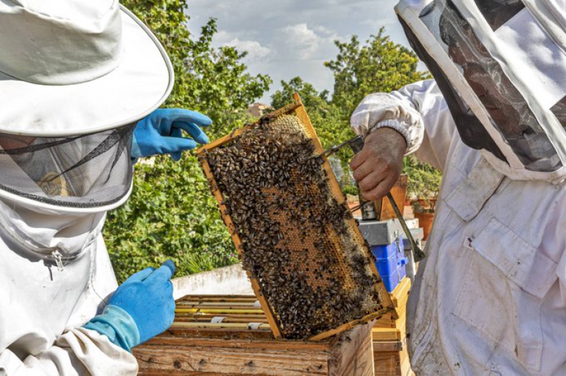 Publicadas las resoluciones de ayudas para mejorar la producción y comercialización de productos de apicultura
