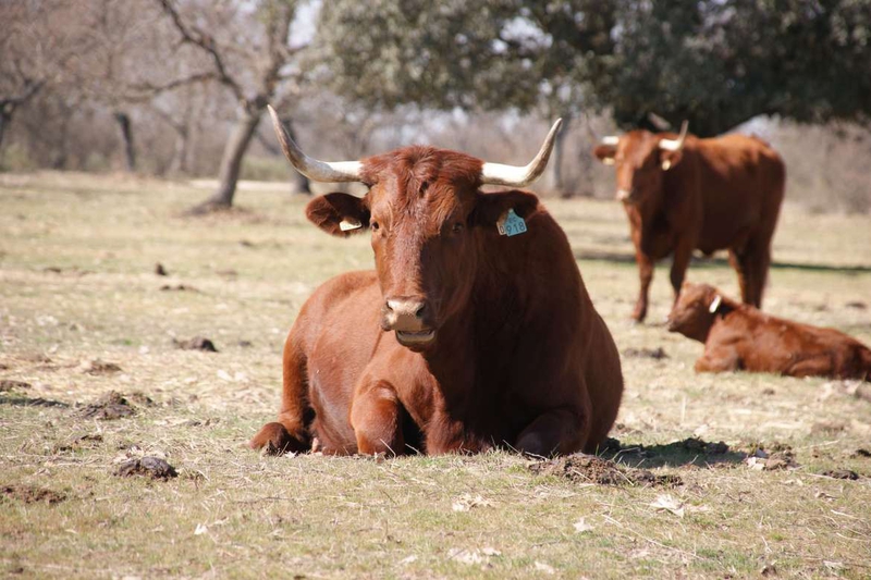 Se aprueba el reglamento de las indicaciones geográficas protegidas 'Ternera de Extremadura' y 'Vaca de Extremadura'
