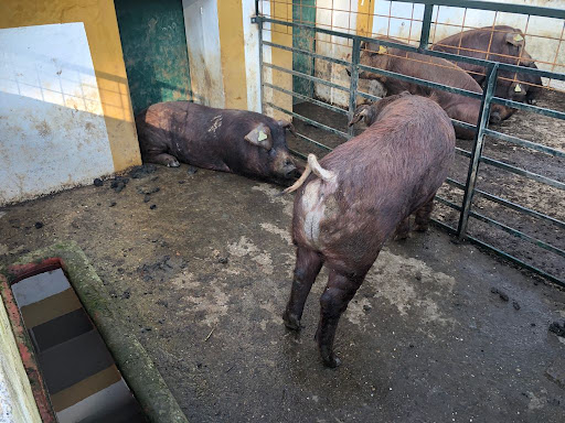 El CENSYRA subastará en diciembre 27 lotes de machos de porcino de la raza Duroc