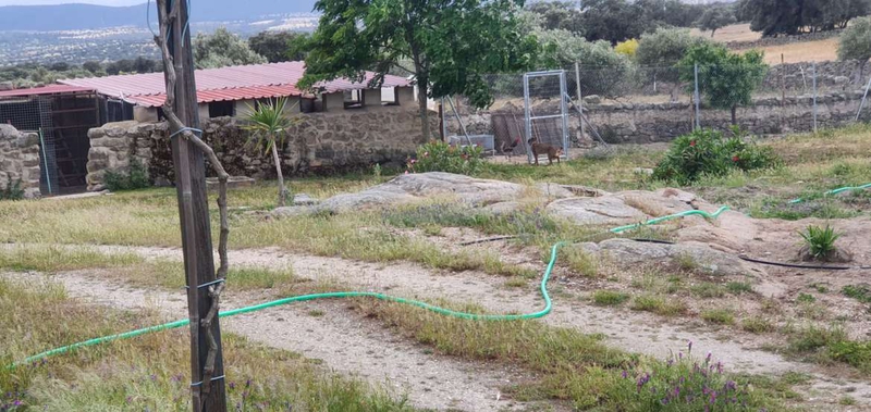 La Junta mantiene la compensación de daños y pone en marcha otras ayudas por ataques puntuales de linces a ganado en terrenos privados