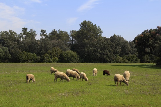 Agricultura destinará 1.500.000 euros en subvenciones a agrupaciones de defensa sanitaria ganadera y apícola