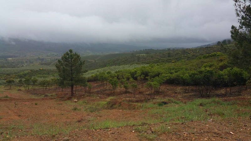 Publicado el decreto que desarrolla el régimen jurídico de los montes protectores de Extremadura, su gestión y registro