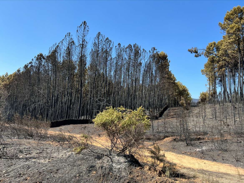 El INFOEX interviene en 17 incendios forestales durante la última semana