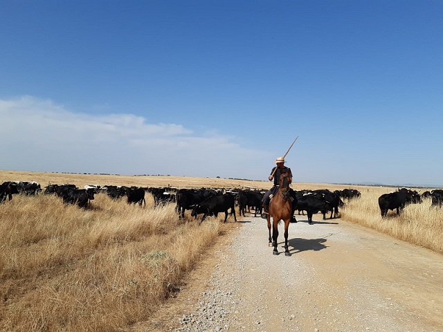 Agricultura comunica 18 resoluciones favorables para realizar trashumancia a pie por vías pecuarias de Extremadura 