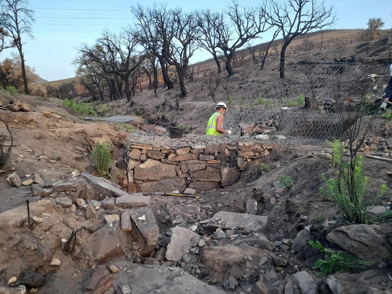 La Junta plantar 2.000 encinas y alcornoques en la zona afectada por el incendio forestal en Miravete