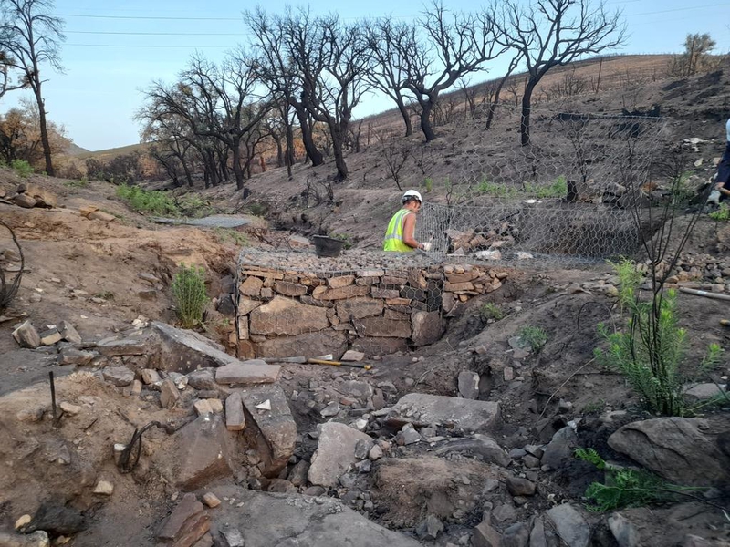 La Junta plantará 2.000 encinas y alcornoques en la zona afectada por el incendio forestal en Miravete