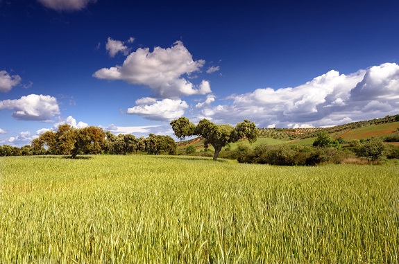 El DOE publica la convocatoria de ayudas del Plan de Impulso de la Sostenibilidad y Competitividad de la Agricultura y la Ganadera