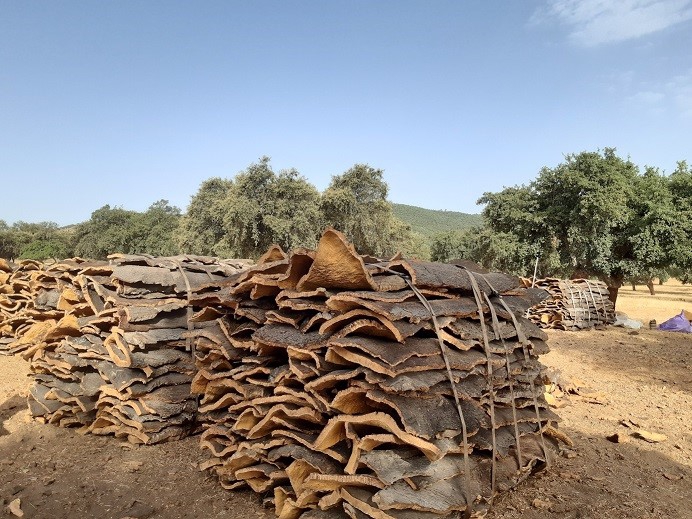 La Dirección de Política Forestal adelanta la campaña de saca de corcho al 1 de mayo