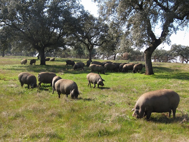 Agricultura publica las condiciones de manejo para el ganado porcino que da origen a productos de bellota