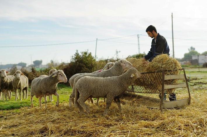 La Junta convoca las ayudas a inversiones en activos vinculados a la producción agroindustrial por 2,5 millones de euros