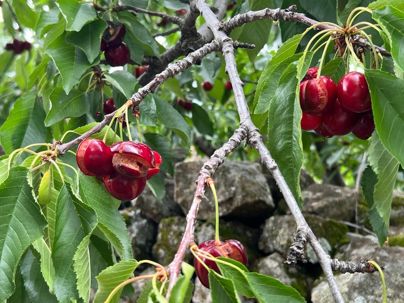 La D.O.P Cereza del Jerte lamenta el ''desastre'' que supone la pérdida del 80% de la campaña por las lluvias   