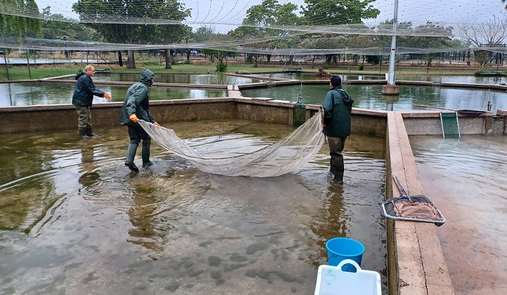 El Centro de Acuicultura 'Vegas del Guadiana' repuebla un coto de Zorita con peces Calandinos reproducidos y criados en sus instalaciones